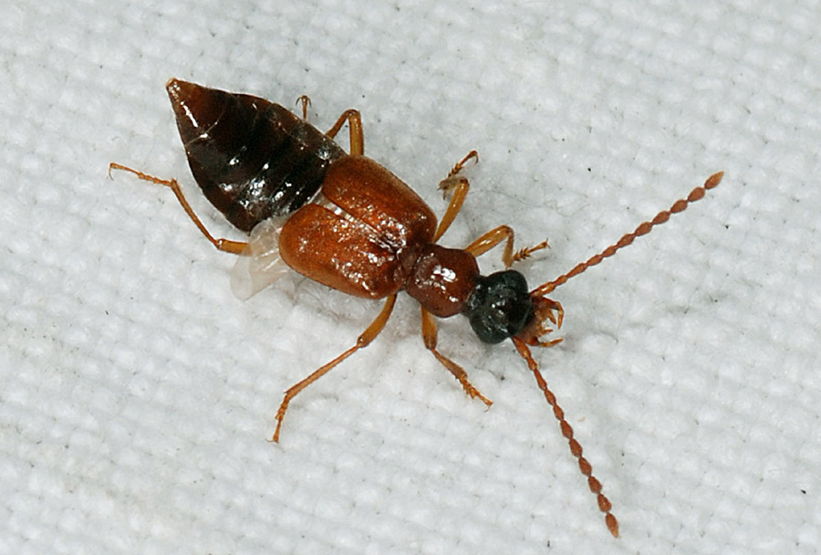 Da determinare - Staphylinidae multipli